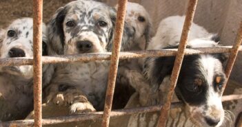 Hundemarkt Belgien: ist das noch legal? Hundemarkt Belgien – ist das noch legal?