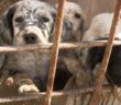 Hundemarkt Belgien – ist das noch legal?