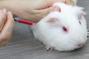 Immer wieder hört man kritische Stimmen, die einen Zusammenhang zwischen dem Hundemarkt in Belgien und Tierversuchen sehen. (#03)