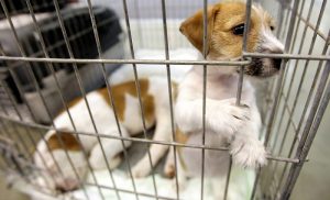 Hundemarkt in Belgien: Schon viele Jahre zieht der Markt „La Batte“ in Lüttich Besucher an. Neben frischem Obst und Gemüse, Kleidung und Haushaltsartikeln werden dort auch Tiere wir Hunde, Vögel und Katzen angeboten. (#01)