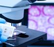 Erfolgsnachricht für iThera Medical: Europäischer Innovationsrat unterstützt mit über 2,5 Millionen (Foto: AdobeStock - arcyto 330638596)